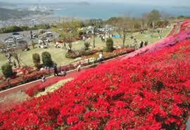 不老山総合公園の写真