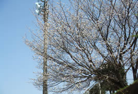 天満宮公園の写真
